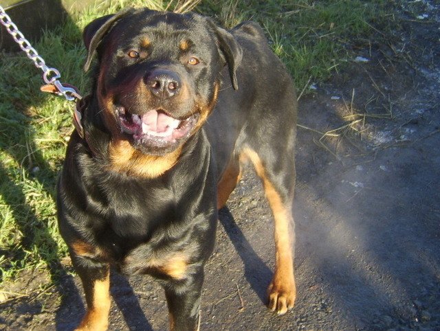 Alfie the Rottweiler