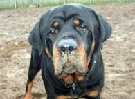 Beau the Rottweiler