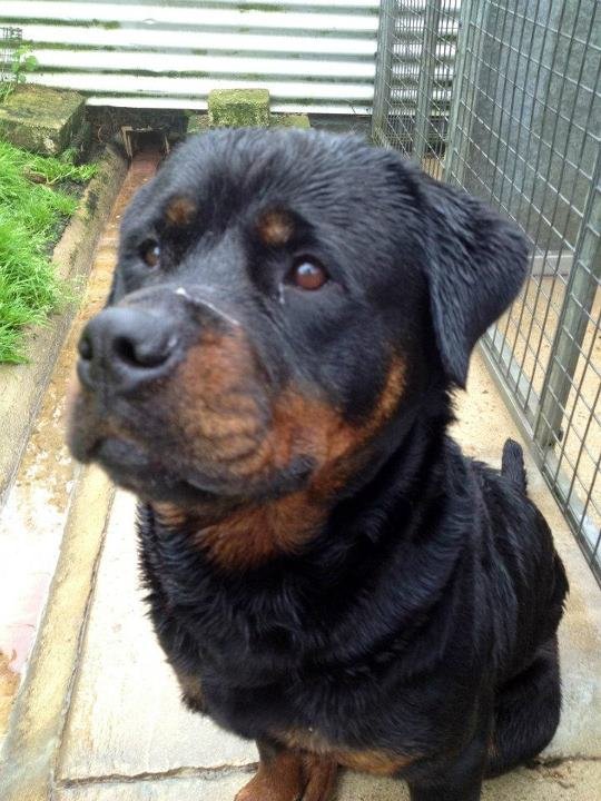 Bella the Rottweiler
