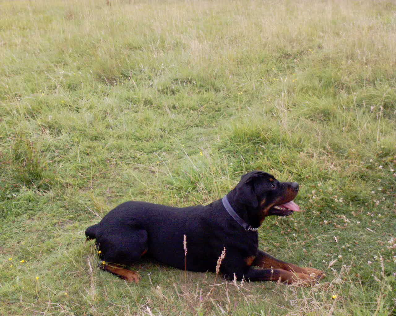 Benson the Rottweiler