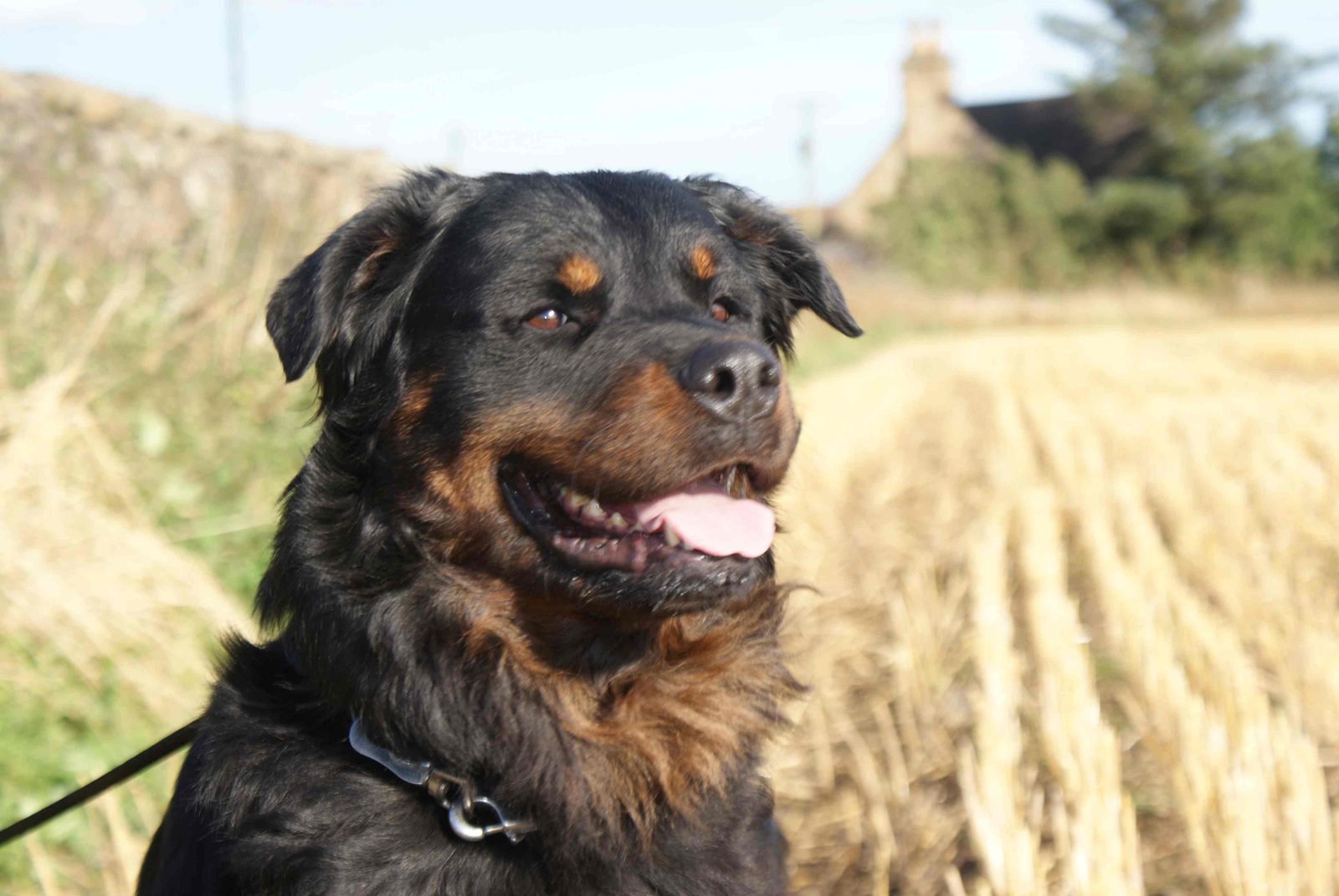 Billy the Rottweiler