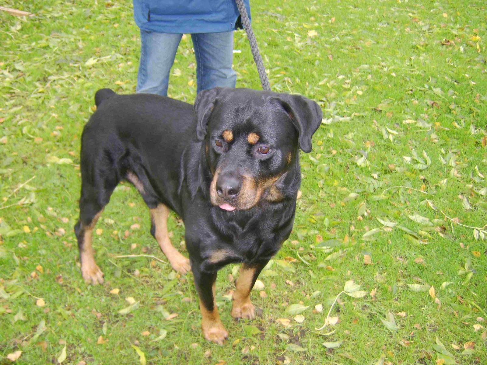 Buster the Rottweiler