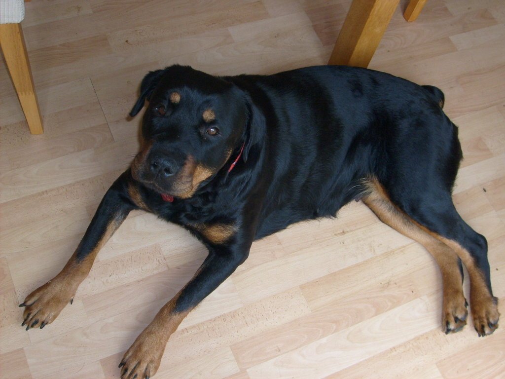 Chloe the Rottweiler