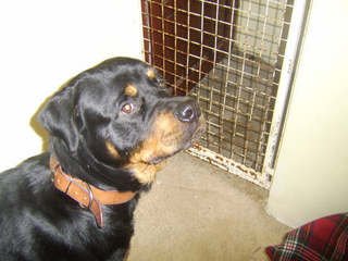 Clyde the Rottweiler
