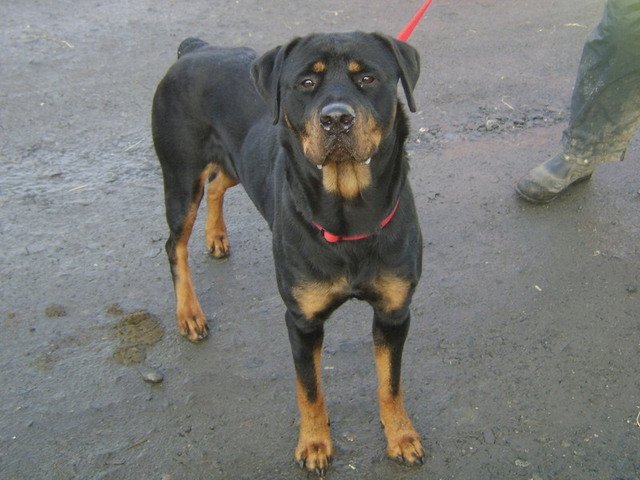Daisy the Rottweiler