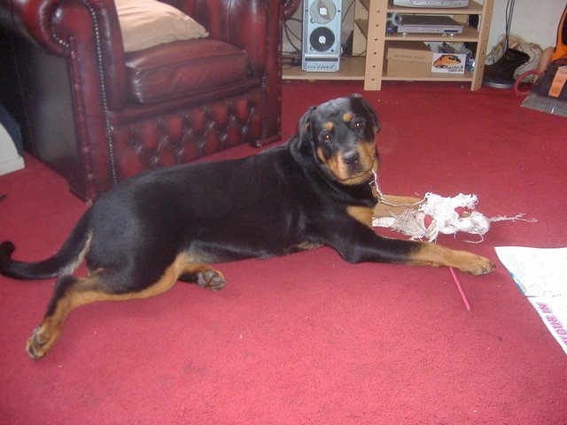 Ebbi the Rottweiler