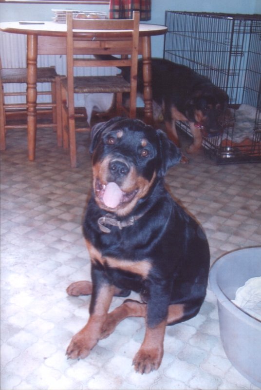 Fife the Rottweiler
