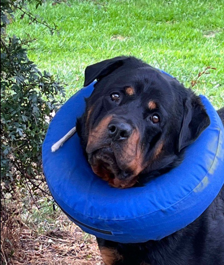 Freddie the Rottweiler
