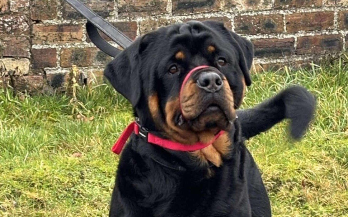Hades the Rottweiler