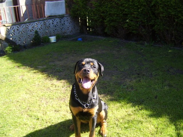 Hyde the Rottweiler
