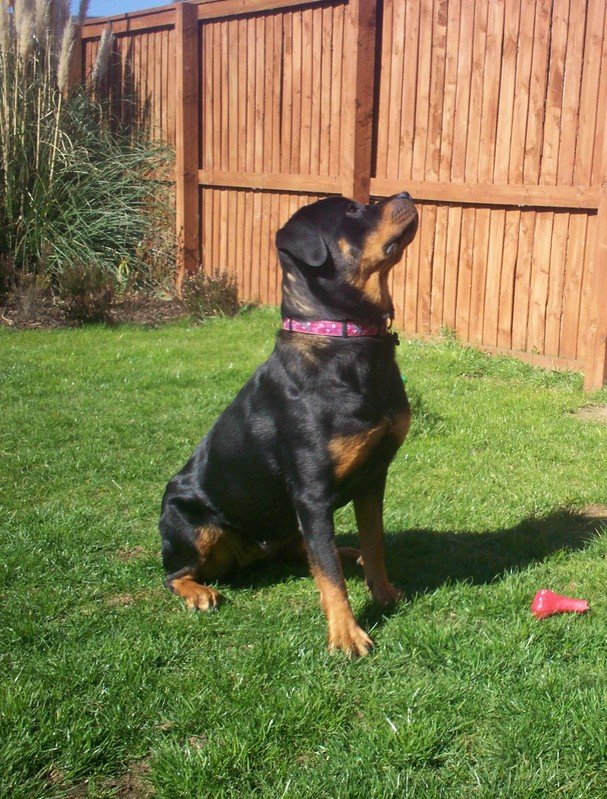 Jenna the Rottweiler