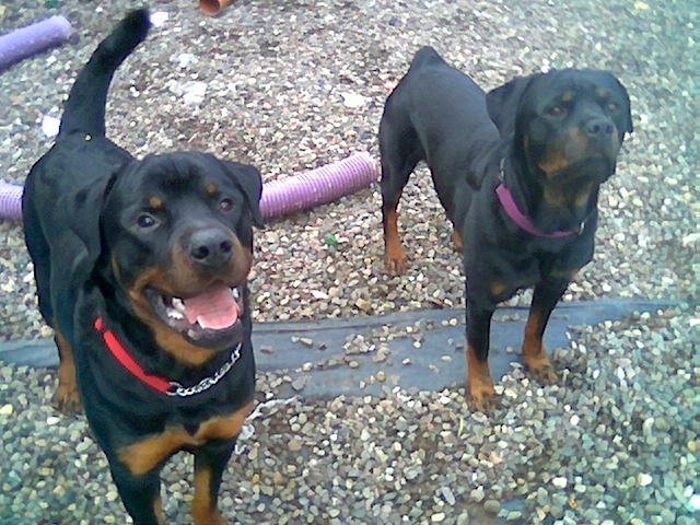 Josie the Rottweiler