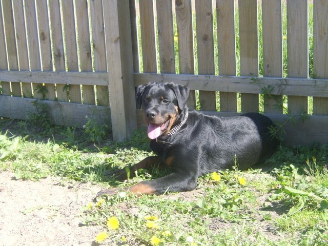Kai the Rottweiler