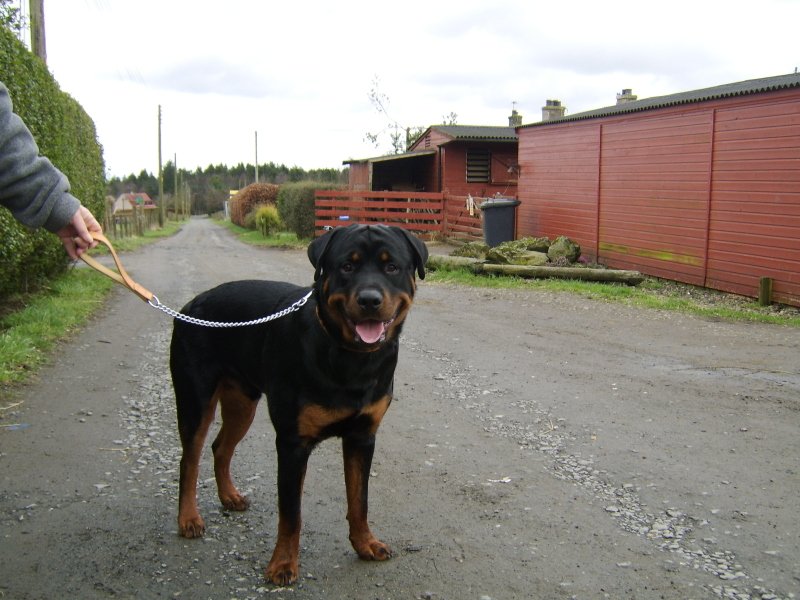 Kaier the Rottweiler