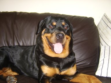 Kane the Rottweiler