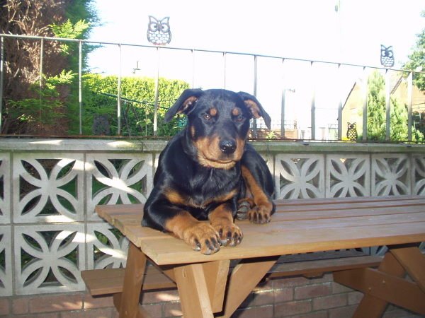 Kara the Rottweiler