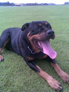 Kia the Rottweiler