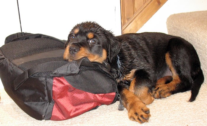 Maddie the Rottweiler
