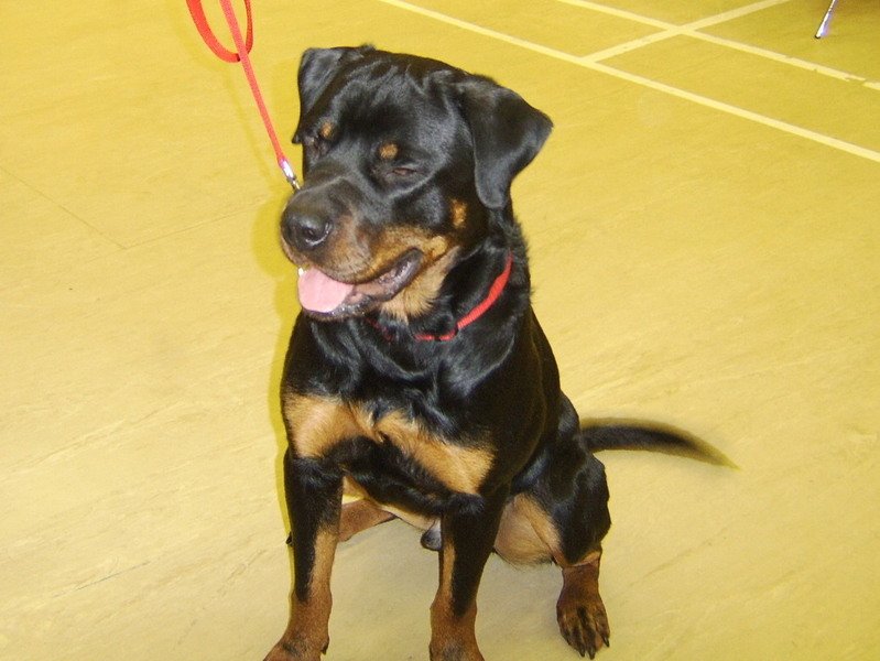 Max the Rottweiler