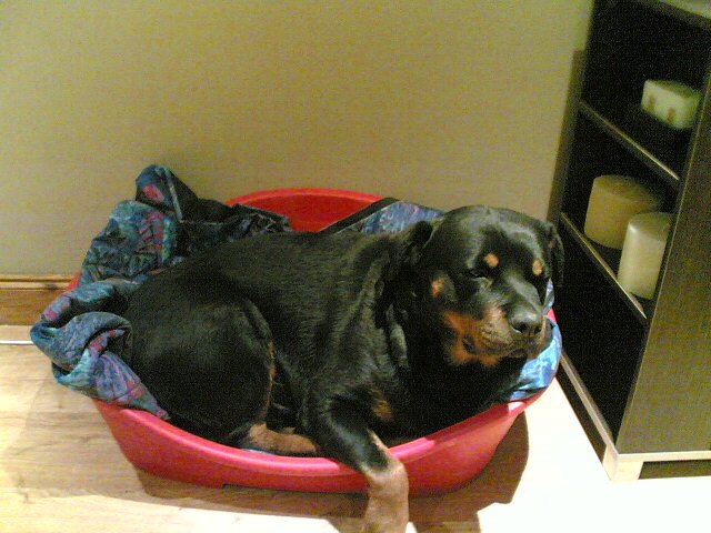 Morgan the Rottweiler