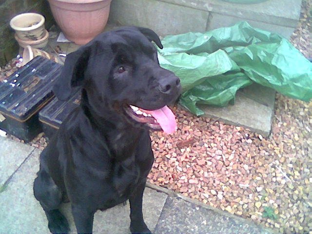 Rio Girlie the Rottweiler