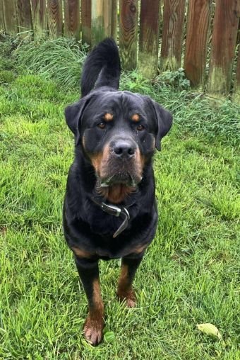 Rocco the Rottweiler