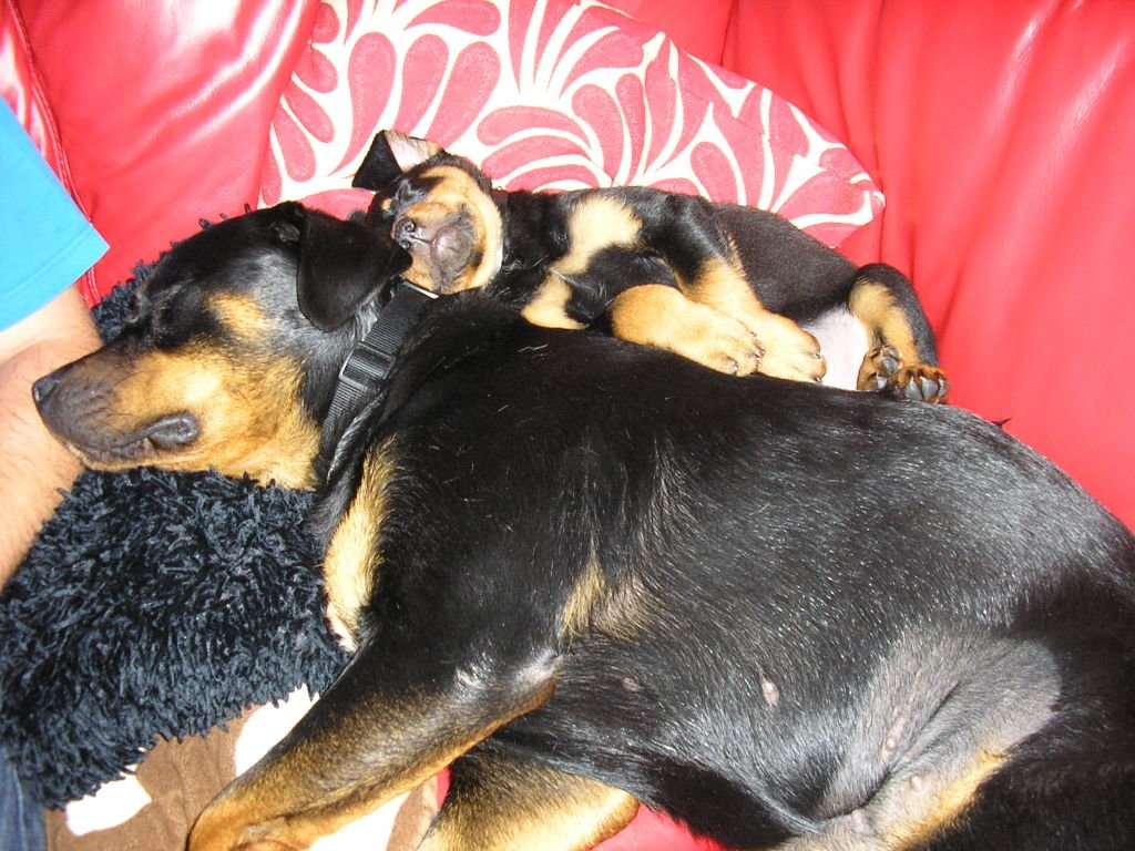 Josie and Jake the Rottweilers