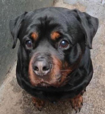 Rudi the Rottweilers