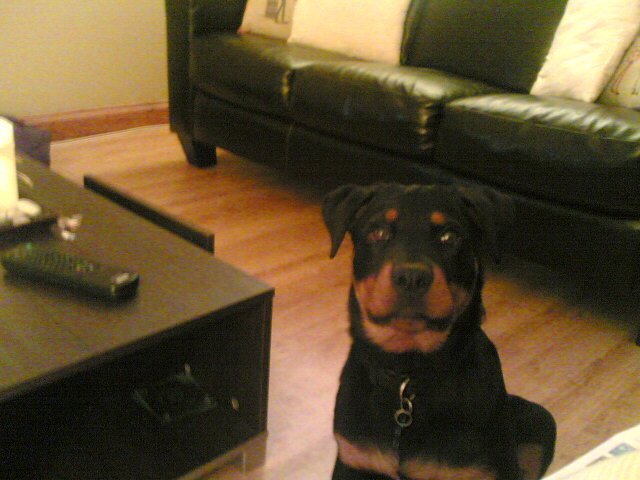 Skye the Rottweiler