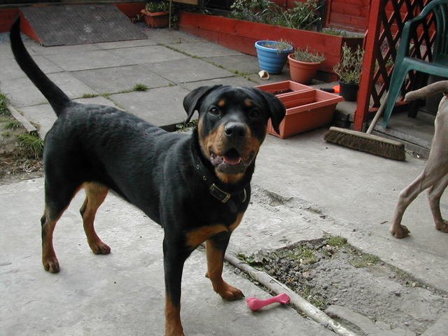 Tia the Rottweiler