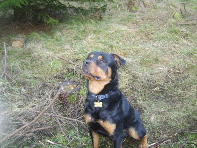 Ty the Rottweiler