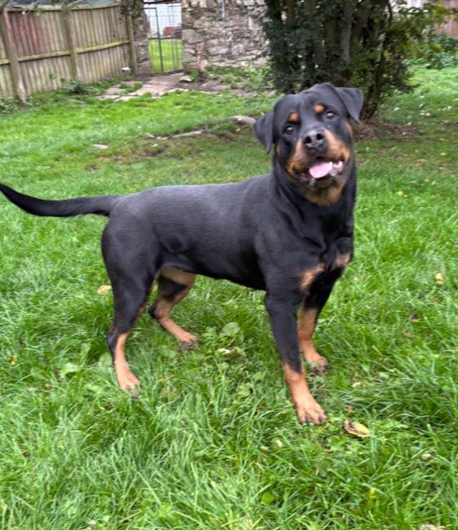 Willow the Rottweiler