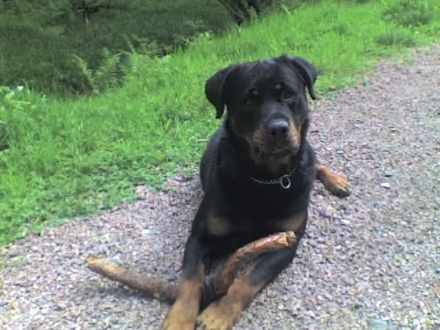 Woody the Rottweiler