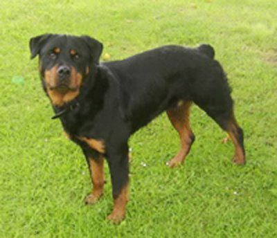 Zulu the Rottweiler